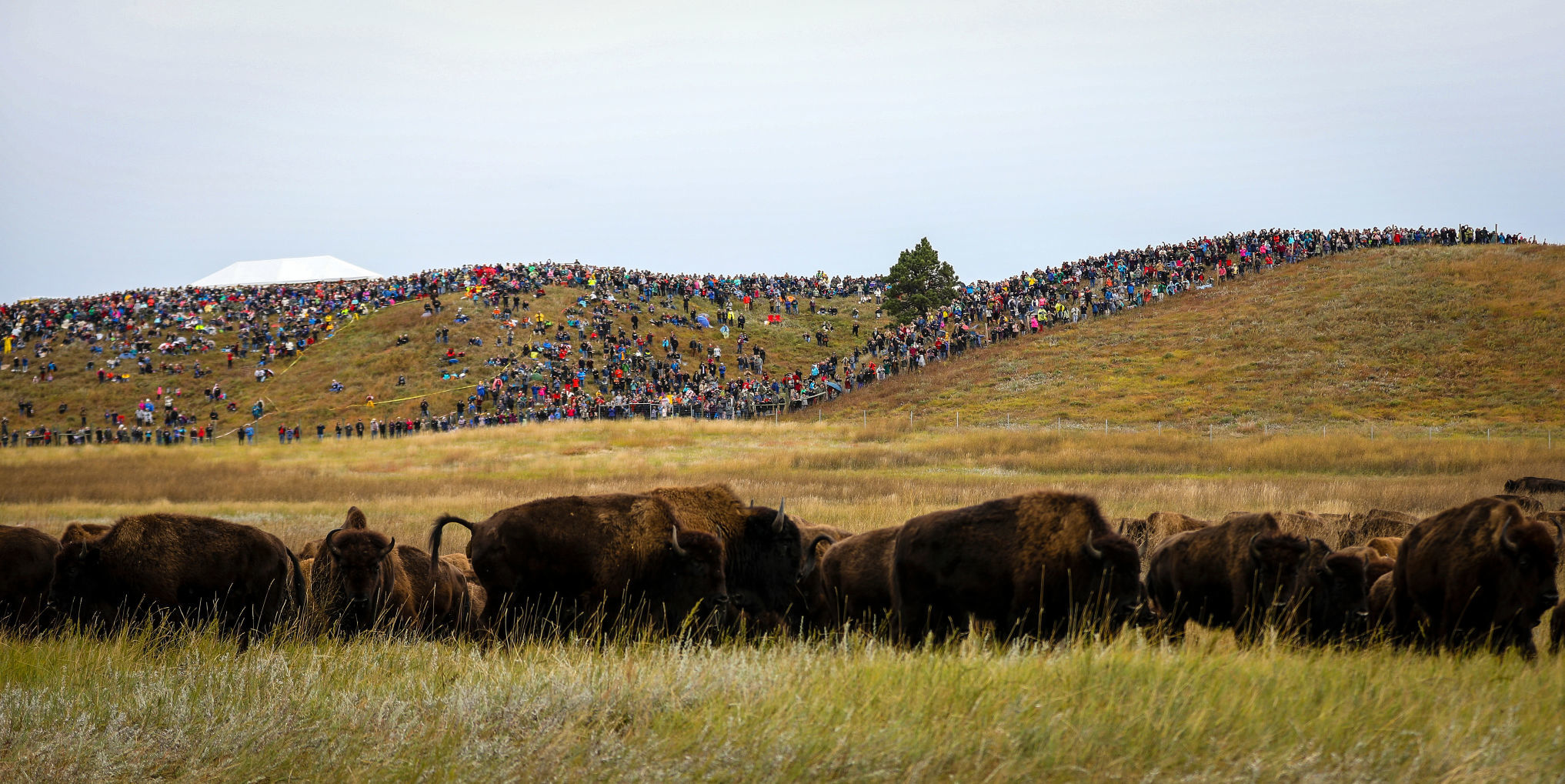54th Annual Buffalo Roundup at Custer State Park